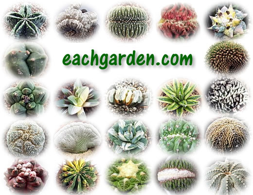 Eachgarden