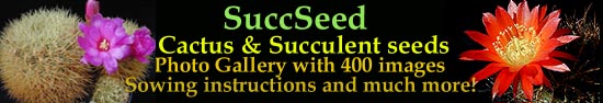 Succseed