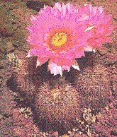 Echinocereus baileyi