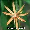 Krugerrand