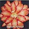 Spun Gold