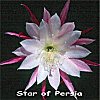 Star of Persia