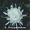 Epiphyllum oxypetalum