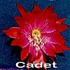 Cadet