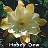 Honey Dew