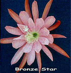 Bronze Star