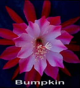 Bumpkin