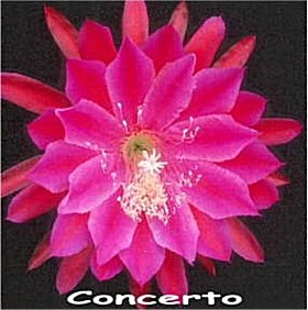 Concerto