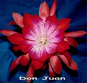 Don Juan