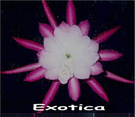 Exotica