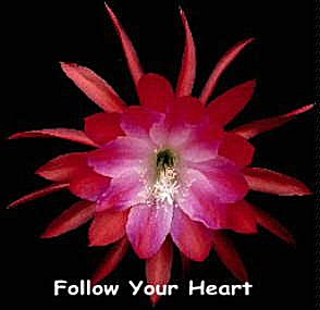 Follow Your Heart