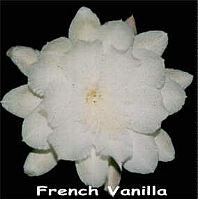 French Vanilla