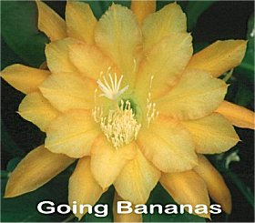 Going Bananas