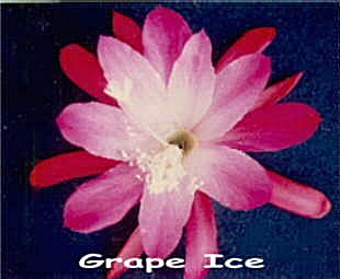 Grape Ice