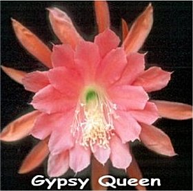 Gypsy Queen