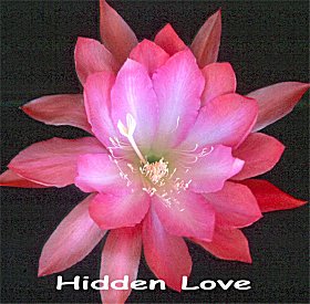 Hidden Love