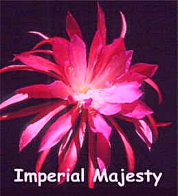 Imperial Majesty