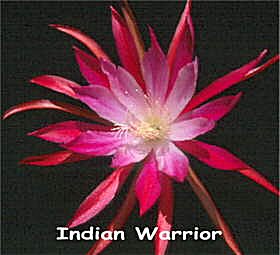 Indian Warrior