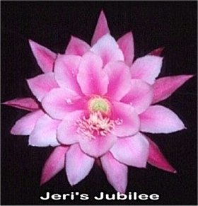 Jeri's Jubilee