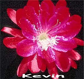 Kevin