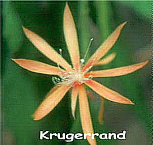 Krugerrand