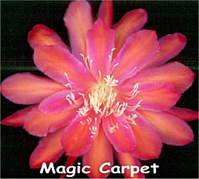 Magic Carpet