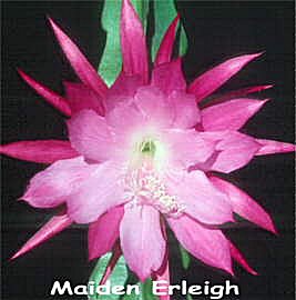 Maiden Erleigh