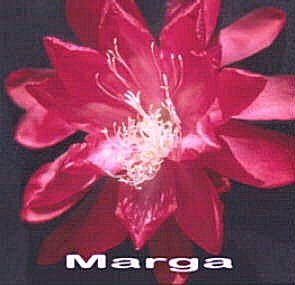 Marga