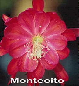 Montecito