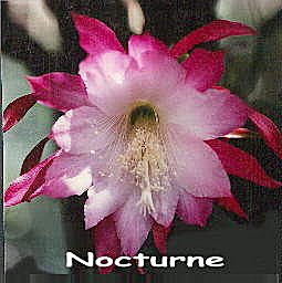 Nocturne