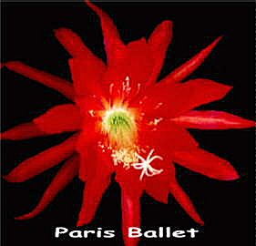 Paris Ballet