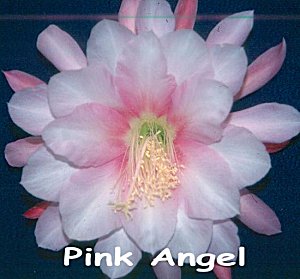 Pink Angel