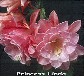 Princess Linda