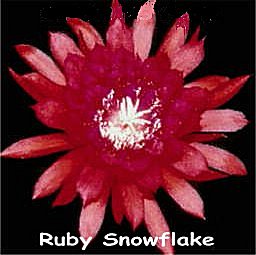 Ruby Snowflake