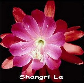 Shangri La