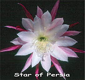 Star of Persia