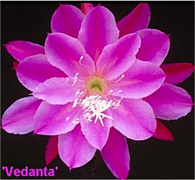 Vedanta