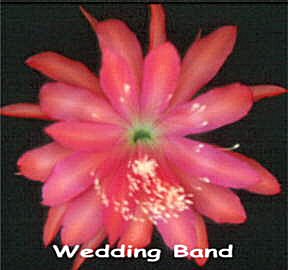 Wedding Band