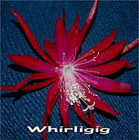 Whirligig