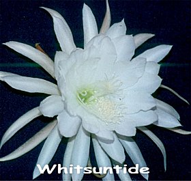 Whitsuntide