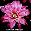 Wild Plum