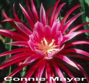 Hylocereus xstendatus Connie Mayer