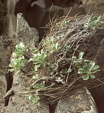 Aeonium smithii