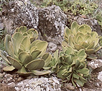 Aeonium nobile