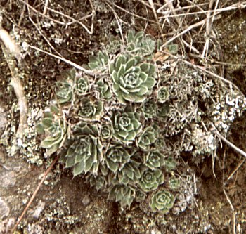 Aeonium simsii