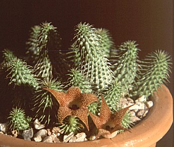 Huernia pillansii