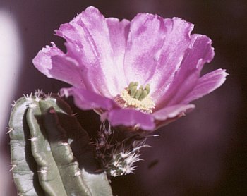 Echinocereus moricalii