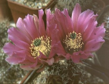 Echinocereus hempelii