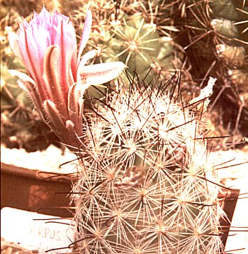 Mammillaria tetrancistra