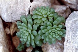 Sedum rubens